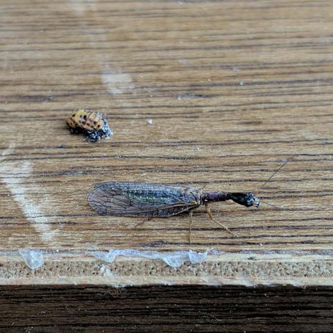 A flying insect that is about an inch long, or 2.5cm. It has a long dark neck, clear wings with black webbing, tan colored legs, it's abdomen could be yellow and black striped but is obscured by the wings. There is a ladybug pupae beyond it that is orange with black spots making a stripes and it looks sort of accordion like. They are on a wood veneer surface that is horizontal.