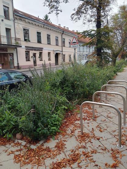 Piktžolės vidury miesto, dekoratyviniams augalams už brangiai įrengtuose gazonuose. Užupis, Vilnius.