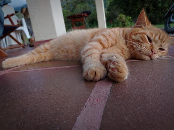 Cat day.
#Animal #Blackside #cat #cat_day #Carnivora #DomesticAnimals #Feline #LyingDown #OneAnimal #Pet #podium_macro #Relaxation #snapshot_day #snap_artgallery #snap_cats #snap_moody #snap_mobile #snap_pets #snap_seasons #ThARTsday