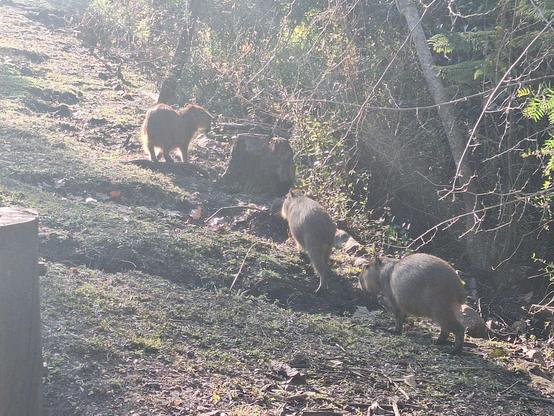 A family of carpinchos (capybaras) enjoying the afternoon in their natural environment 