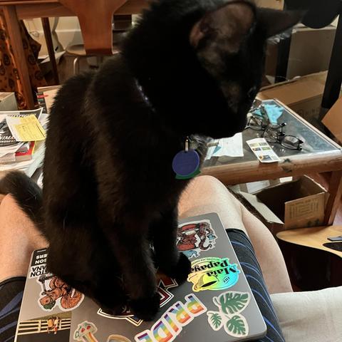 a black cat sits on a closed sticker - bedecked  laptop on a human's lap