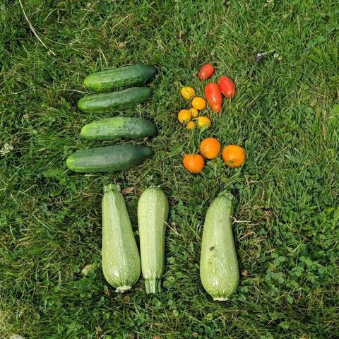 A photo of the harvest for July 17, 2024. There are 4 Marketer cucumbers which are a big prickly, 3 light green colored grey zucchinis, 3 orange Flamme tomatoes, 6 orange cherry tomatoes, and 3 San Marzano tomatoes.

