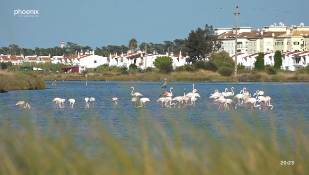 The east of the Algarve is characterized by sun, sand and salt. The locals use what they have, extract sea salt or catch fish. The region's products have long ceased to be transported by freight train, but a blue-silver regional train still runs leisurely on the single-track route nine times a day.

The east of the Algarve is characterized by sun, sand and salt. The locals use what they have. Castro Marim is known for excellent sea salt and Santa Luzia for delicious octopuses. cockles thrive in the Laguna Formosa, a 60 km long nature park on the sandy coast between Vila Real de Santo António and Faro.

The region's products have long ceased to be transported by train. Freight transport is history. Passenger traffic, on the other hand, enables a regional train nine times a day. It stops at neat train stations that date from a time, in which there were big plans for the railway in the southeast corner of Portugal and above all played an important role as a connection to Spain.

A good portion of nostalgia will accompany us in the summer of 2020 on the leisurely ride on the single-track route. 60-year-old blue and silver diesel railcars still operate in the Algarve, which have long been discarded elsewhere. In the foreseeable future, the route will be electrified, and then the Portuguese railway company Comboios de Portugal will of course also replace the trains.