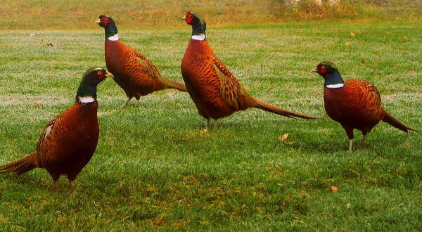 A flock of male Ring-Necked Pheasants stand alert.  Their plumage of rust, brown, green and red is vibrant
