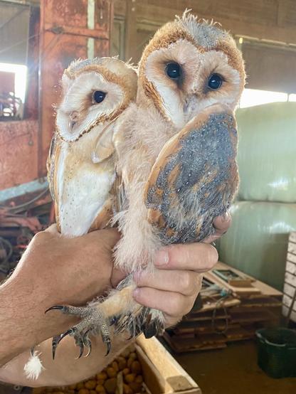 two young barn owls looking grumpy