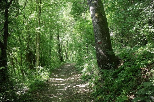 The image shows a serene forest pathway surrounded by dense greenery. A marked tree on the left side suggests it is a maintained trail, possibly for recreational use