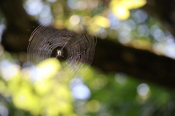 The image shows a close-up view of a delicately woven spider web, glistening in the sunlight, suspended between branches with a blurred green background. It's a beautiful display of nature's engineering and artistry.