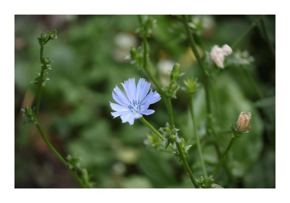The image shows a vibrant blue flower with delicate petals, standing out against a blurred background of green foliage. It's a close-up shot, emphasizing the flower's details and its color contrast with the surrounding greenery.