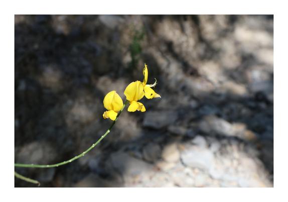 The image shows a close-up of a yellow flower with three blossoms on a thin stem, set against a blurred background of rocky terrain.