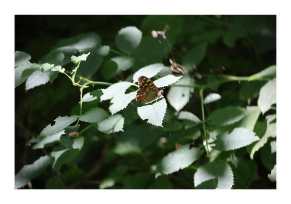 The image shows a butterfly with patterned wings resting on a green leaf. The background is filled with soft-focused greenery, highlighting the butterfly as the central point of interest.
