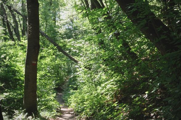 The image shows a winding path through a dense forest, highlighted by sunlight filtering through the foliage. A red trail marker on a tree indicates it is likely a designated hiking or walking path.