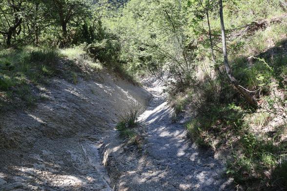 The image shows a dry riverbed with visible tracks, surrounded by green vegetation under sunlight.