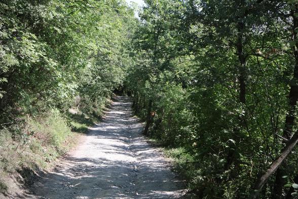 The image shows a dirt path winding through a dense green forest with sunlight filtering through the leaves