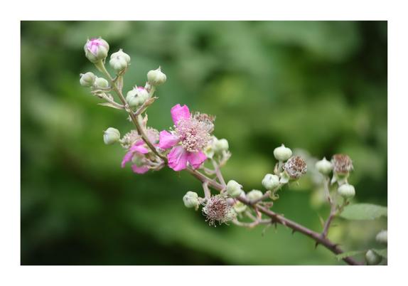 The image shows a close-up of a blooming pink flower with multiple buds on a branch, set against a blurred green background