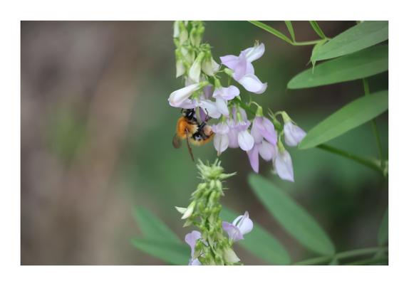 The image shows a bumblebee on pale purple flowers with green leaves and a blurred background