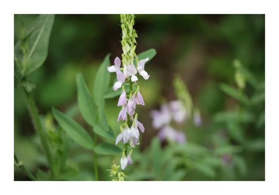 The image shows a close-up of a flowering plant with a vertical arrangement of small purple flowers, set against a soft-focus green background