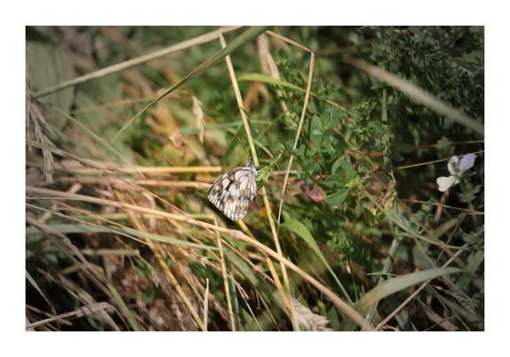 The image shows a butterfly with white and black markings resting on grass in a natural setting with various green plants