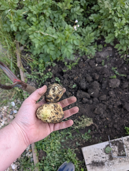 My hand holding two potatoes covered in mud. I am standing over the bit of ground I just dug them up from. More potato plants are visible slightly out of focus in the background.