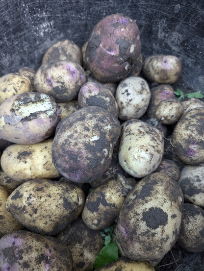 A close up of the potatoes we dug up inside a black bucket. The potatoes are covered in mud, and there are some loose leaves from the plants that have also made their way inside the bucket.

Some of the potatoes have purple blotches on them.