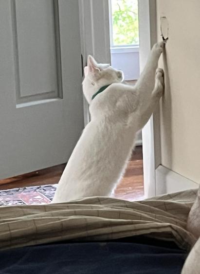 a white cat stands up to inspect a hole in the wall