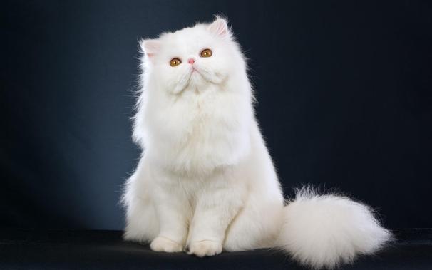 probably a Persian cat