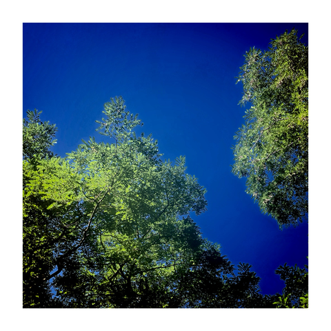 blue sky, not a cloud to be seen, as viewed through gorgeously contrasting green foliage of the local trees