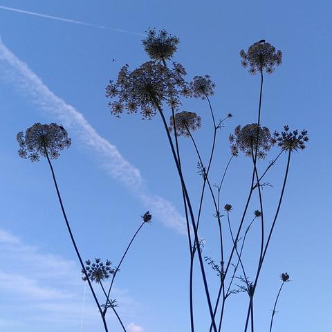 Die Blüten der Wilden Möhre als Silhouette vor dem blauen Himmel. Ein paar Insekten tummeln sich auf den Dolden.