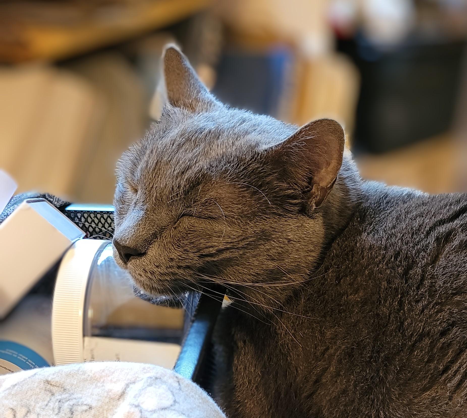 Headshot of Jorge, a  solid grey cat, sleeping with his head resting on the edge of a metal basket.