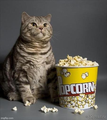 Cat eating popcorn.
