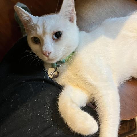 a pretty white cat with one blue, one yellow eye looks up at us by a human leg wearing black pants covered with cat dander and fur