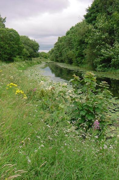 portrait view along a canal.Wild flowers of yellow, white and pink link the bank with lilly pads either side of the canal the runs to the horizon.Trees line each side of the canal and are bright green with foliage, some with white flowers. The sky is overcast and looks stormy but the light is bright.