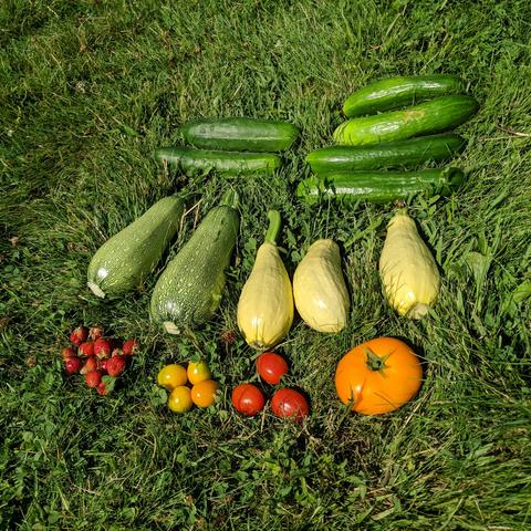 The vegetable garden harvest for July 19, 2024, which didn't require 15 reboots. Left to right, bottom to top. Bottom row about a dozen small earliglow strawberries, 4 orange cherry tomatoes, 3 Principe Borghese red tomtoes slightly larger than a cherry, 1 sweet tangerine tomato that is orange and a slicer. Middle row 2 zucchini that are light green, 3 straight neck yellow summer squash. Top row 2 Marketer cucumbers, and 4 Muncher Cucumbers. All placed on recently mowed lawn that is white clover and grass in the mid-morning sun.