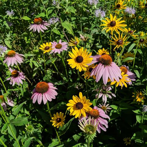 A mix of coneflowers and rudbeckia with some bee balm in the background and a bit of hyssop in the lower right. The coneflowers are pink, the rudbeckia is yellow, and the bee balm and hyssop are also pink or a light lavender perhaps.