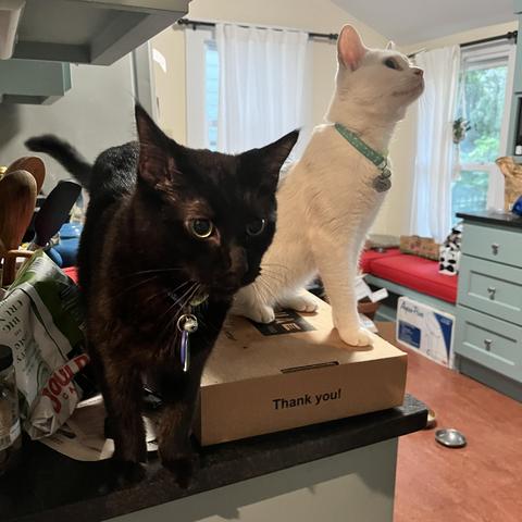 a white cat and a black cat are in the middle of some sort of adventure; both are on a flat box on the edge of the counter top, looking out