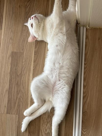 White cat stretching on a wooden floor.