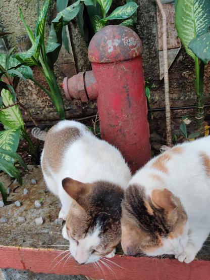 Great reminder of a great musician
#CatStevens
#YusufIslam
Your music will never grow old

Two cats nuzzle each other in front of an old water nozzle set up the city Fire Brigade