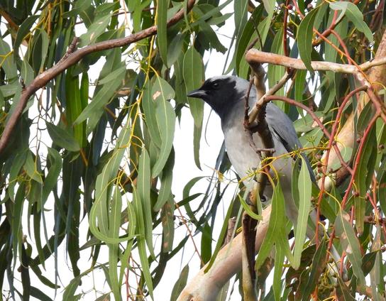 Shrike 