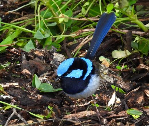 Blue Wren