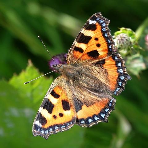 Looking down on a Small Tortoiseshell butterfly with wings fully open, feeding on a Thistle flower. The wings are orange in colour, with black and pale yellow blotches, and with black borders containing blue spots along the outer edges.