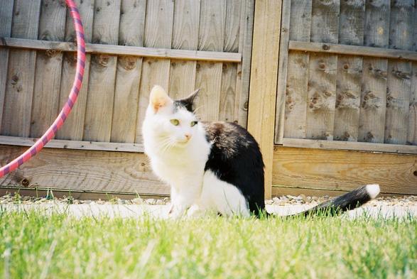 a pretty black and white cat 