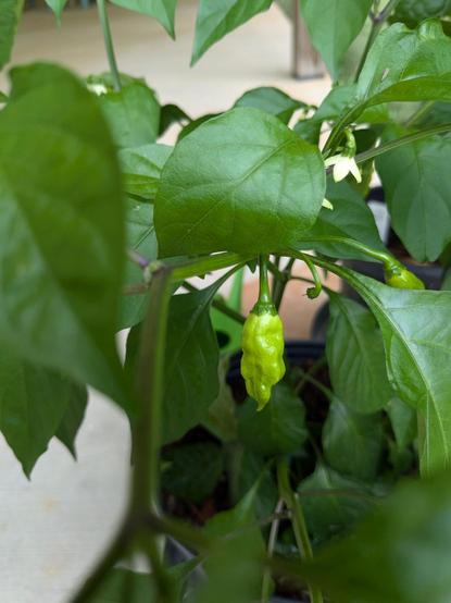 this ghost pepper plant just started sprouting these 

it was real thirsty for a couple days and then bam - 7 or 8 visible 🤩