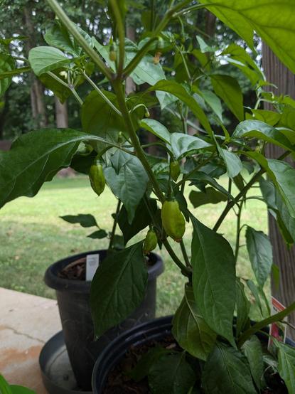 some more of the peppers visible here 

the pot behind is a Carolina Reaper, but it doesn't have any peppers on it yet just some flowers. 🔥