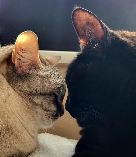 Zwei Katzengesichter im Profil direkt gegenüber. Links der Kopf einer cremegraugetigerten Katze mit rosa Ohrenspitzen, rechts der Kopf einer schwarzen Katze. Sonnenlicht scheint durch beider Ohrenspitzen hindurch.