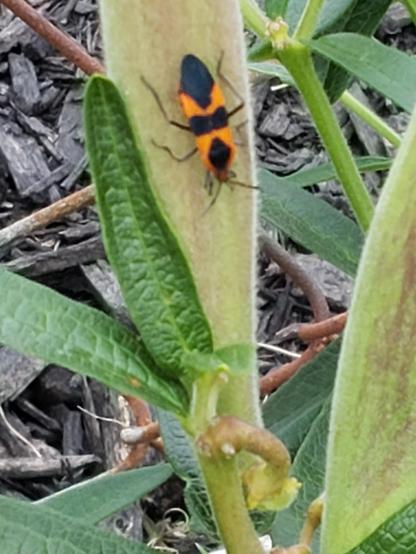 photo of an insect (long, narrow, rather flat, with alternating black and orange coloration) on a butterfly flower (aesclepius - a member of the milkweed family) plant in my garden. (I had an aphid infestation problem, which is diminishing. i suspect these insects get the credit, but don't really know.)
