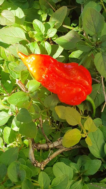 Orange-red chilli laid on oregano. 