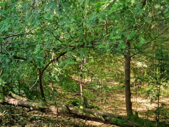Fallen yew trees sprouting new growth