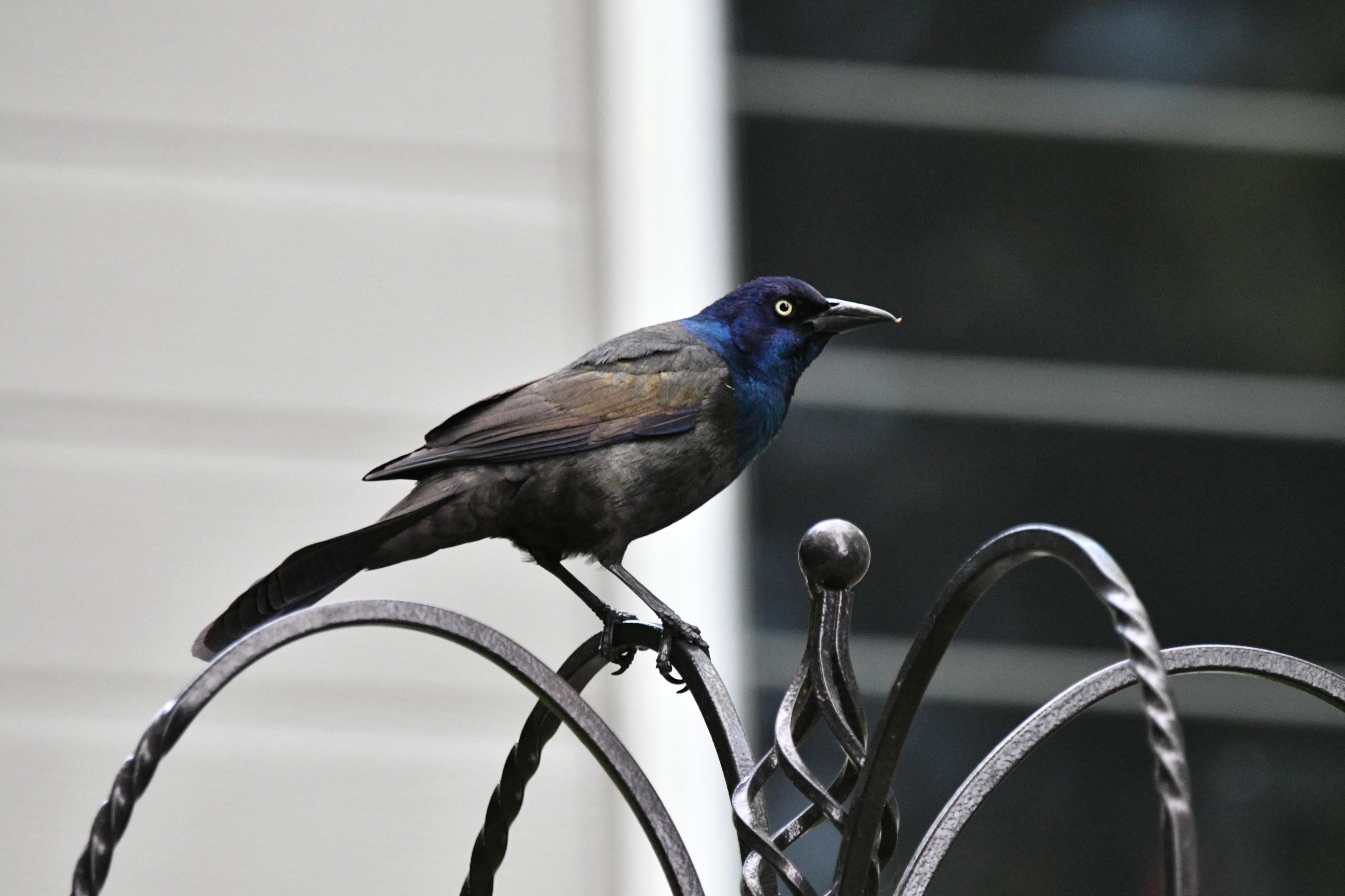 A%20grackle%20(medium%20sized%20bird%20with%20a%20shiny%20purple-blue%20head%2C%20bright%20yellow%20eyes%20and%20iridescent%20brownish%20body)%20perched%20on%20a%20curved%20metal%20lawn%20ornament.