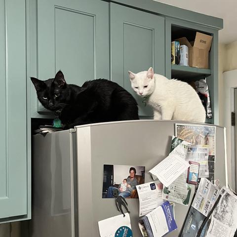 a white cat sits behind a black cat, in a similar stance, on top of a refrigerator