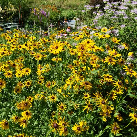 More than 100 rudbeckia flowers filling most of the photo. They are yellow with a dark center. In the upper right there is pink bee balm, above the rudbeckia in the center is some purple coneflowers and anise hyssop; Beyond all these is some liatris and daylilies visible.