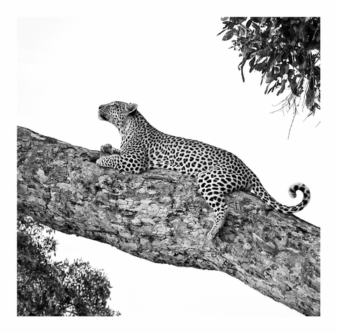 This is a black and white photo of a beautiful leopard straddled on a large tree branch very high up in a tree. The leopard is looking up towards his left with is full body and spots displayed. As photographed on the Okavango Delta, Botswana 